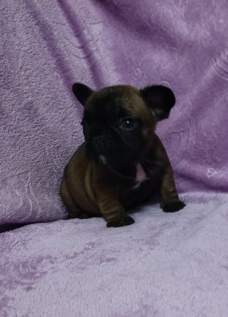 De La Vallée Des Centaures - Chiot disponible  - Bouledogue français