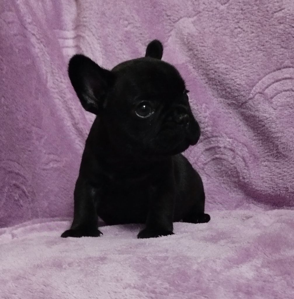 De La Vallée Des Centaures - Chiot disponible  - Bouledogue français