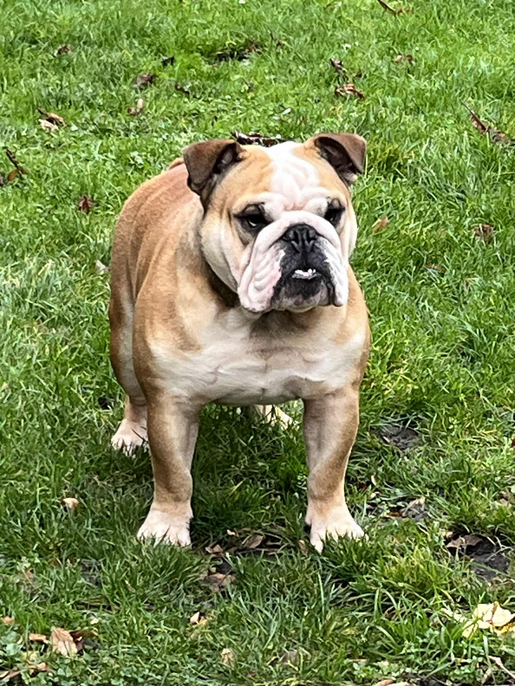 Umberto de la vallée des centaures De La Vallée Des Centaures