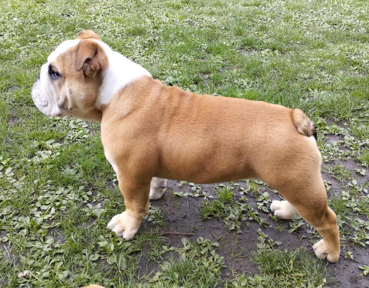 Umberto de la vallée des centaures De La Vallée Des Centaures