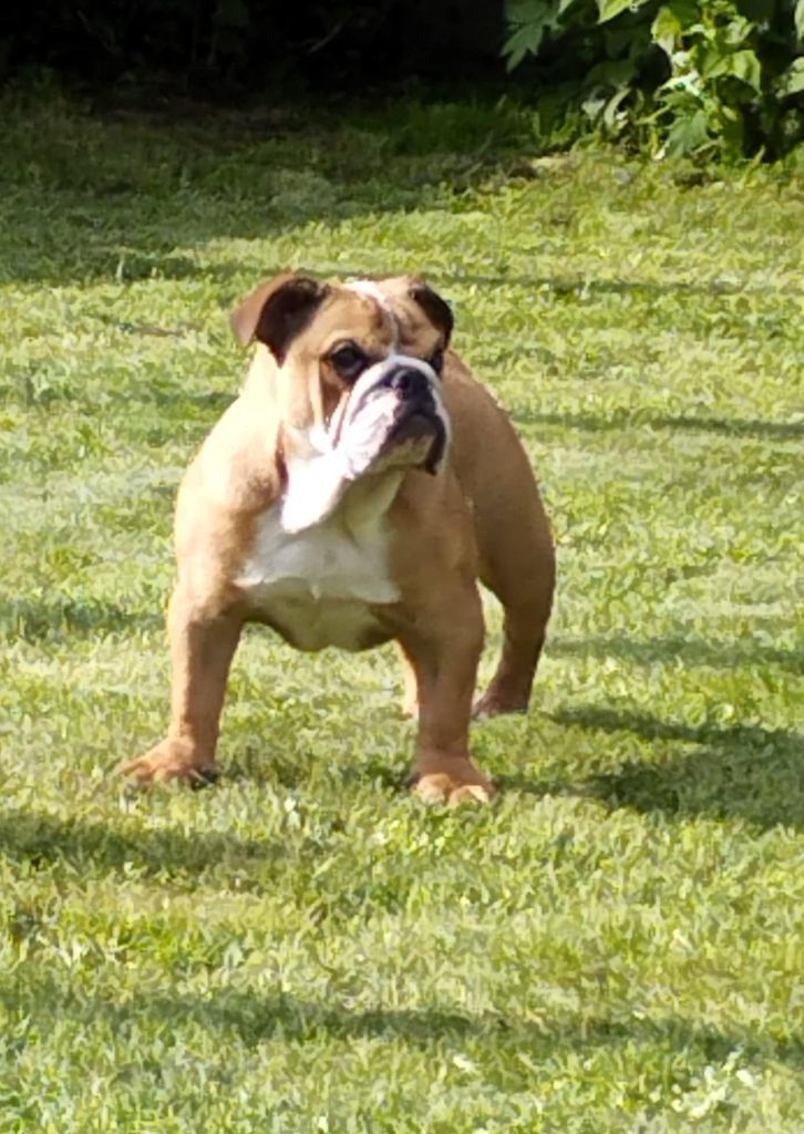 Uguette Des Bulls Du Cyan