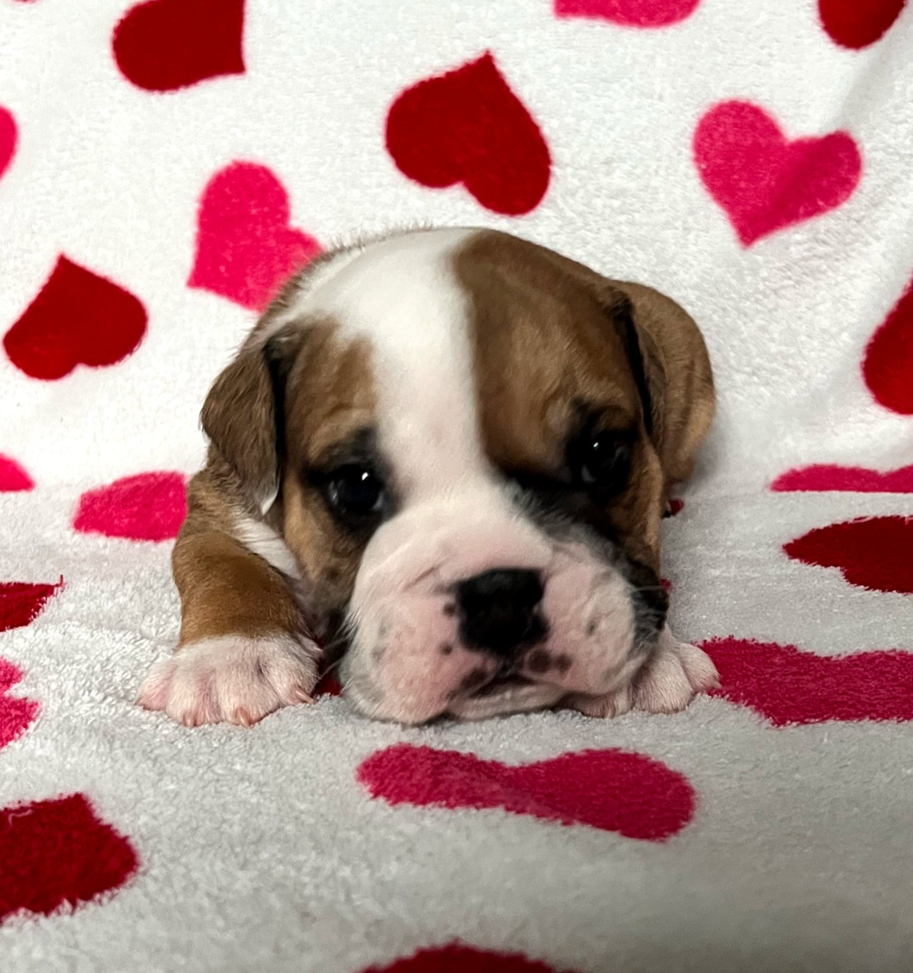 De La Vallée Des Centaures - Chiots disponibles - Bulldog Anglais