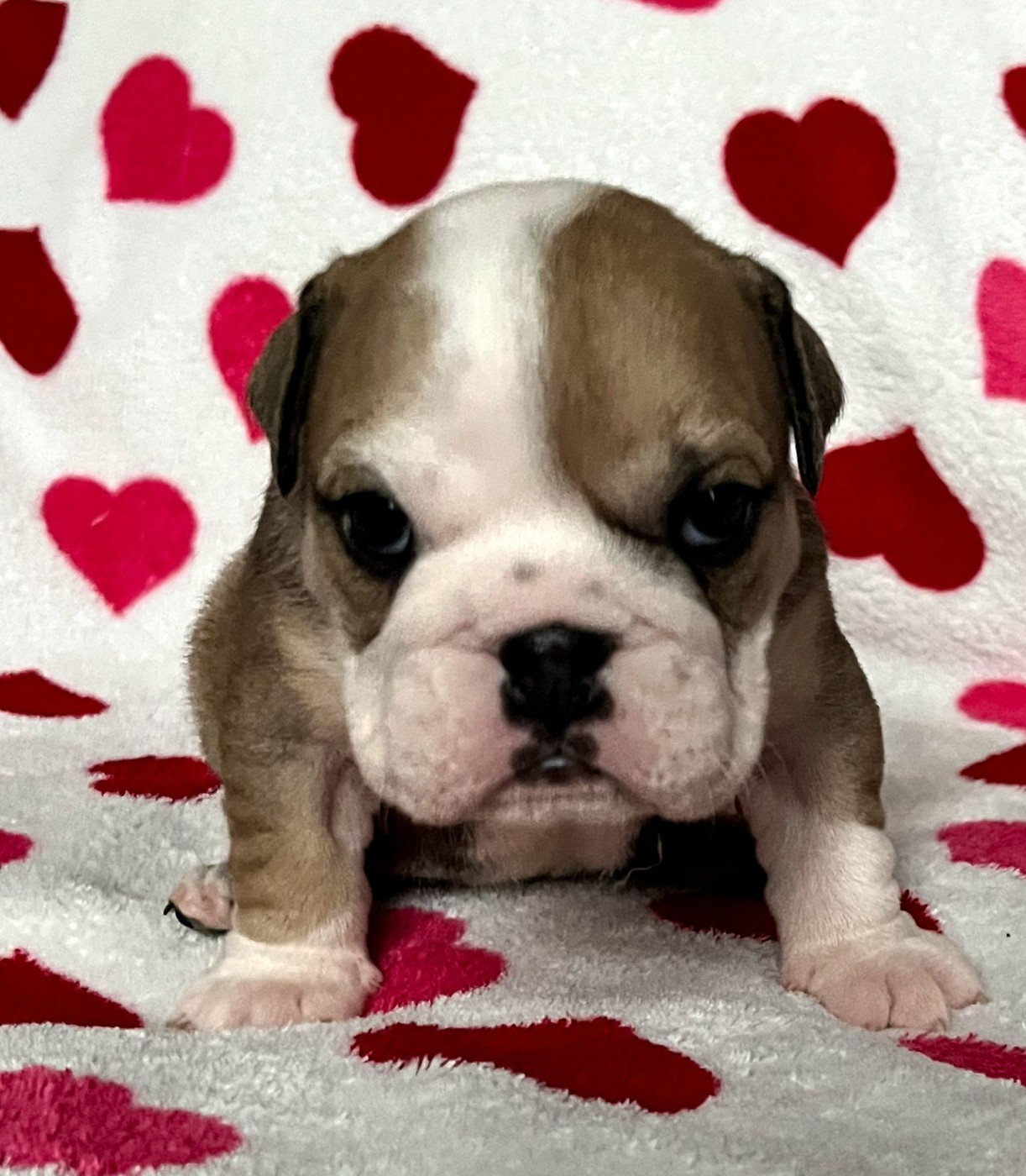 De La Vallée Des Centaures - Chiots disponibles - Bulldog Anglais