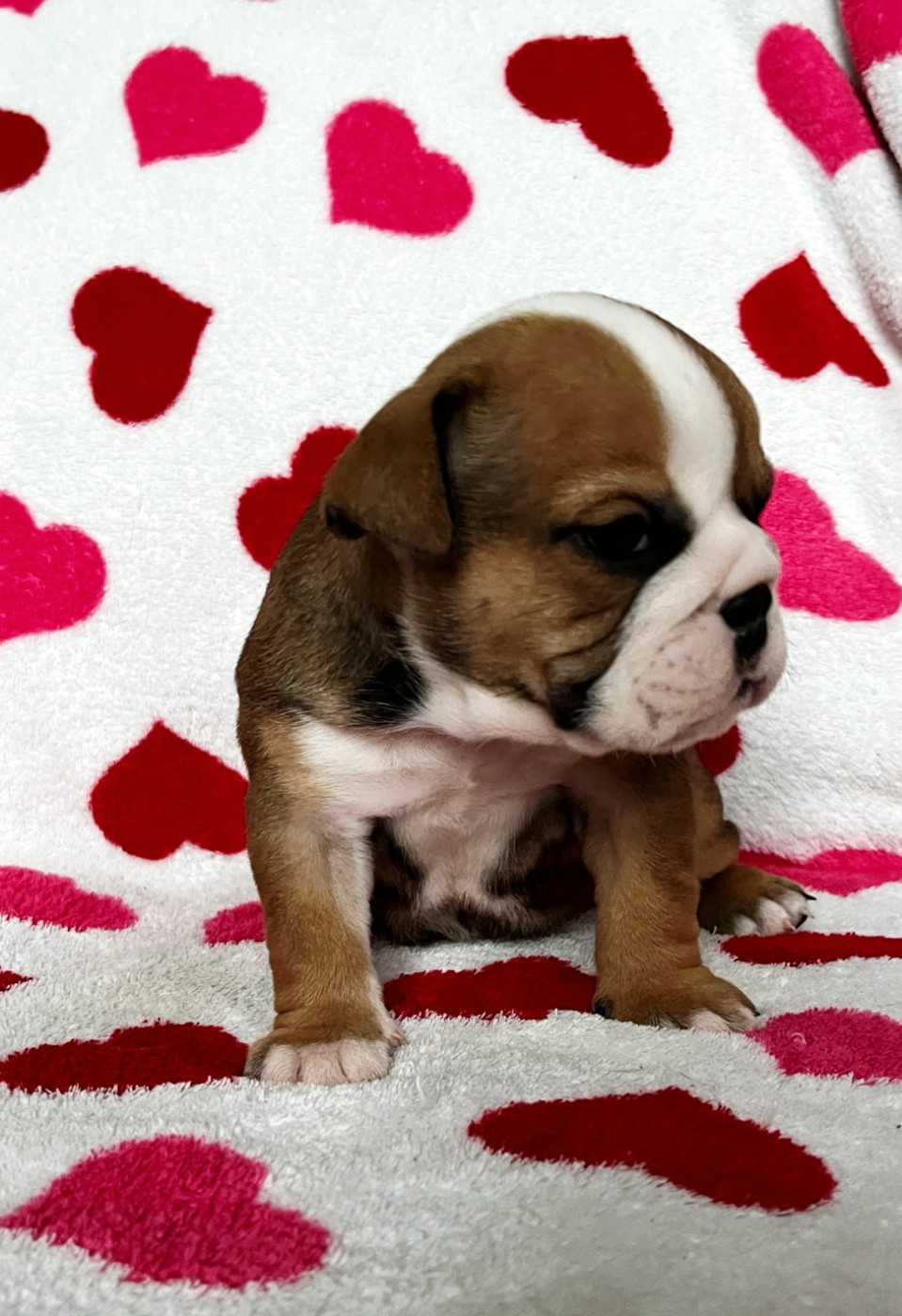 De La Vallée Des Centaures - Chiots disponibles - Bulldog Anglais