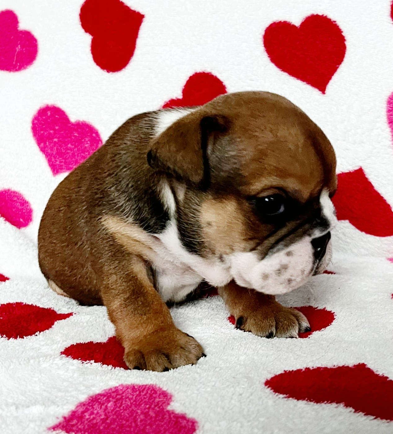 De La Vallée Des Centaures - Chiots disponibles - Bulldog Anglais