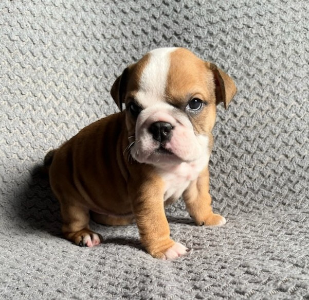 De La Vallée Des Centaures - Chiots disponibles - Bulldog Anglais