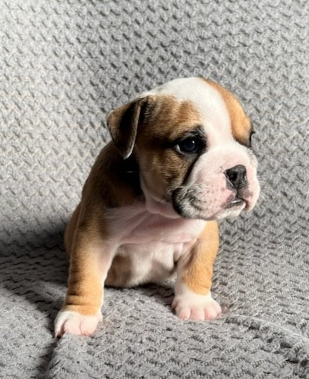 De La Vallée Des Centaures - Chiots disponibles - Bulldog Anglais
