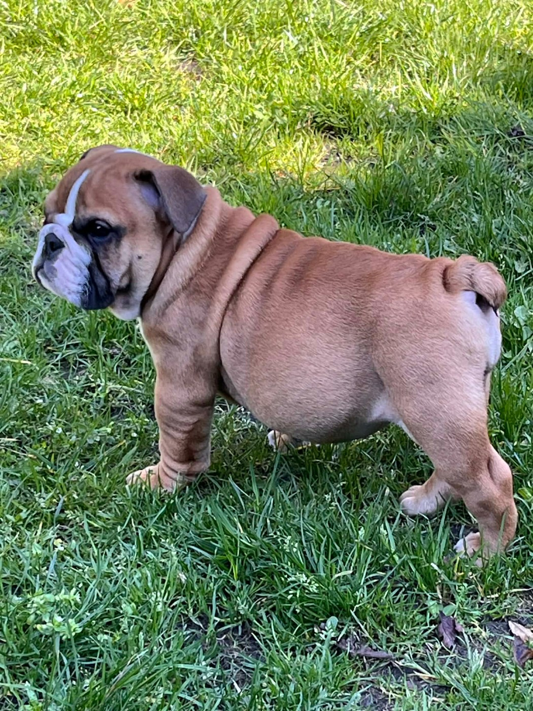 De La Vallée Des Centaures - Chiots disponibles - Bulldog Anglais