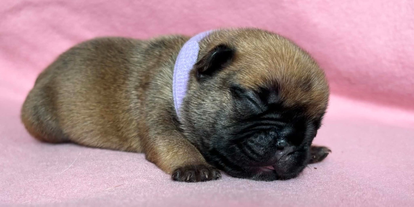 De La Vallée Des Centaures - Chiots disponibles - Bouledogue français