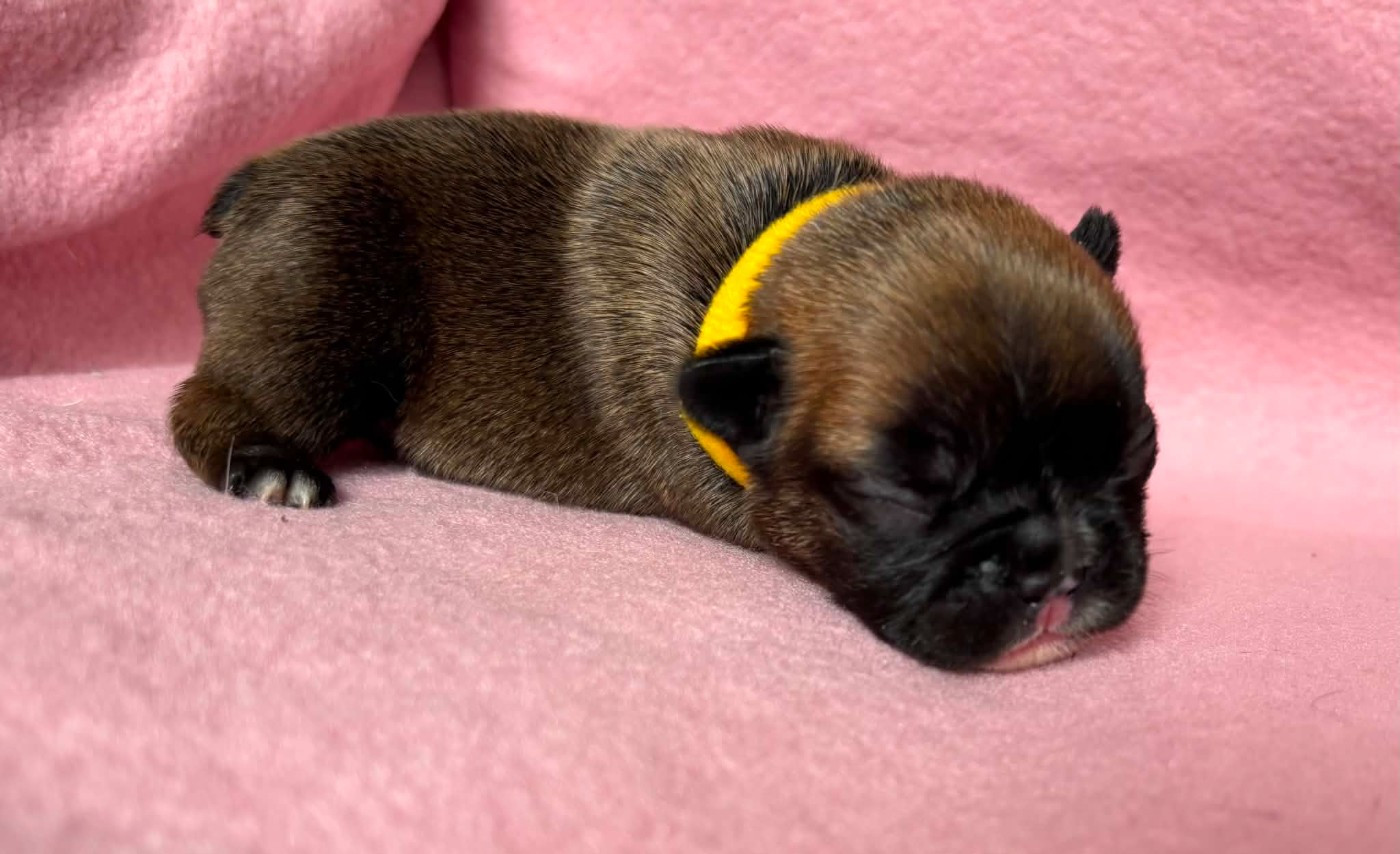 De La Vallée Des Centaures - Chiots disponibles - Bouledogue français