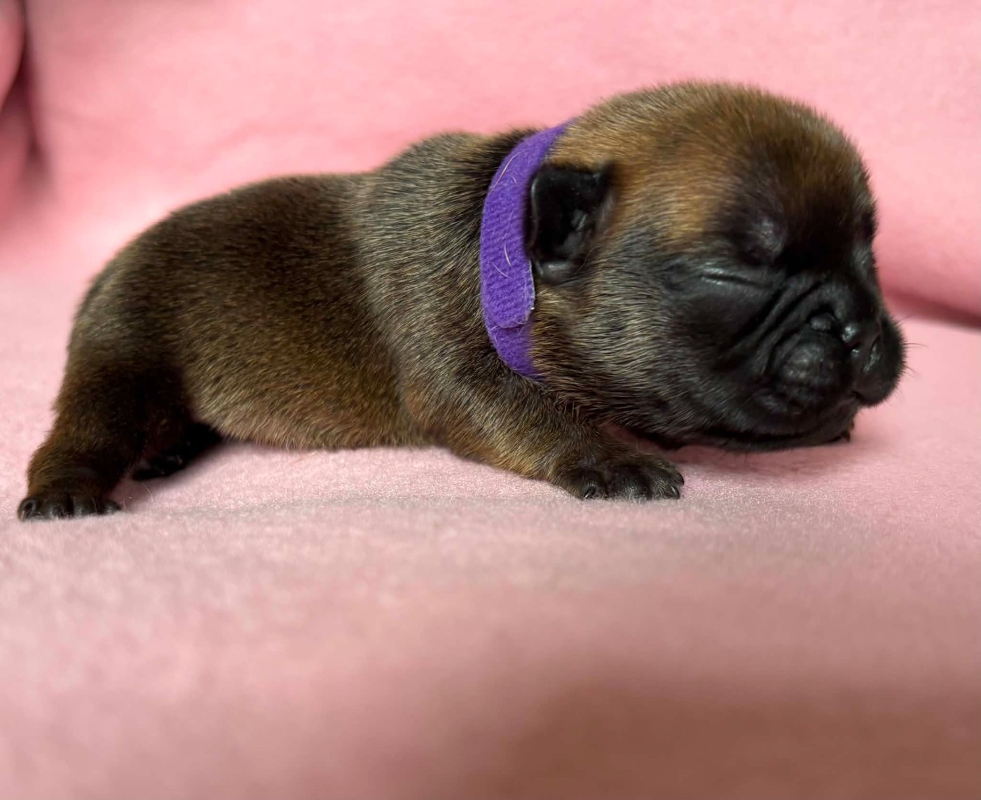 De La Vallée Des Centaures - Chiots disponibles - Bouledogue français