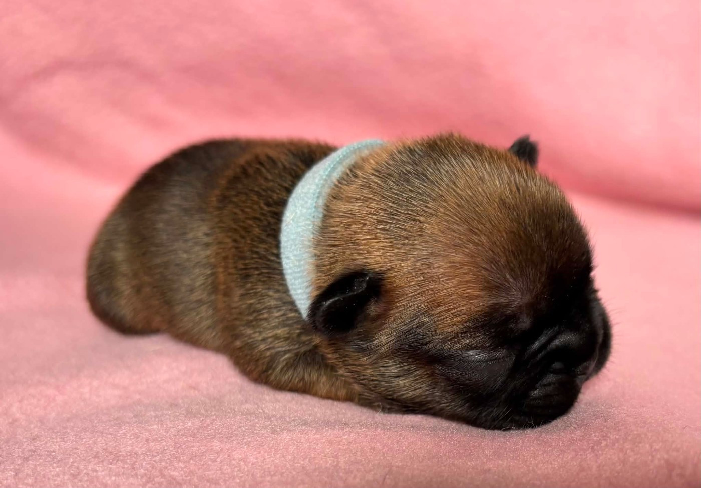 De La Vallée Des Centaures - Chiots disponibles - Bouledogue français