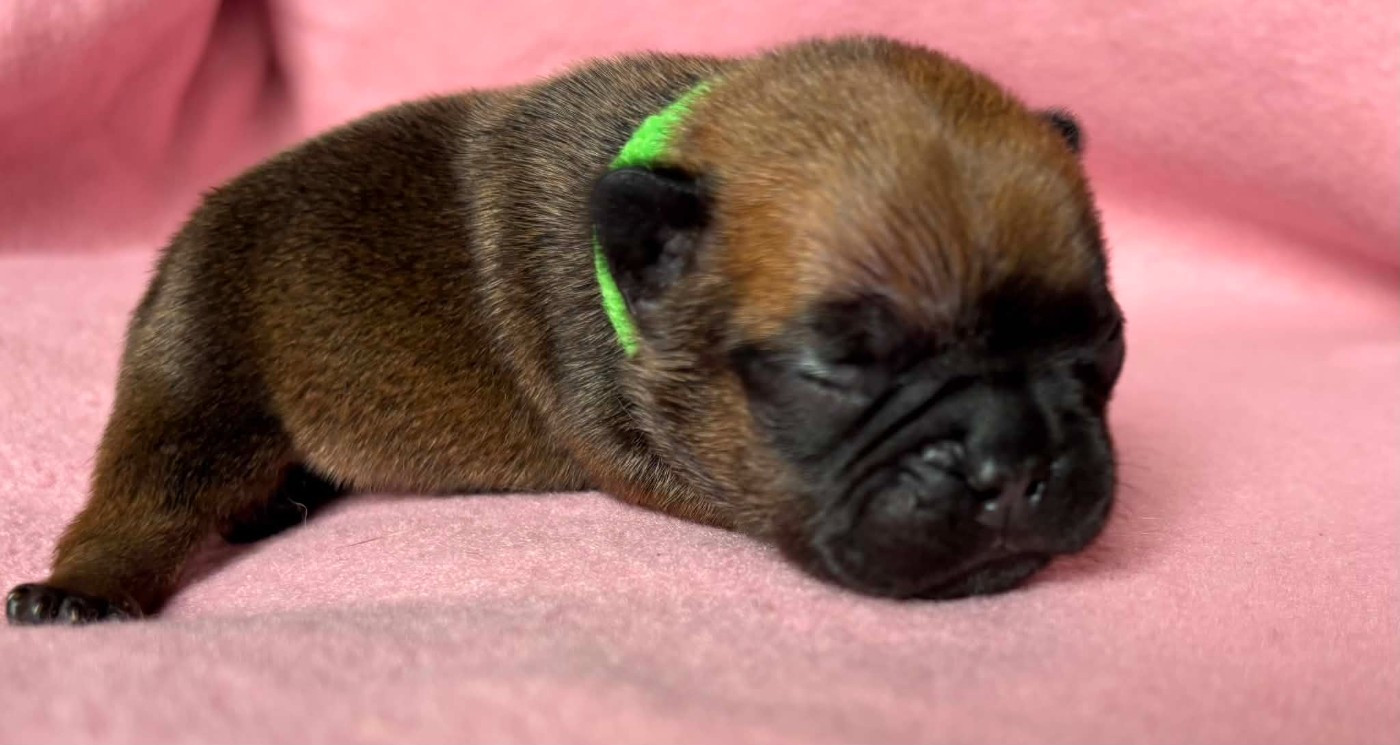 De La Vallée Des Centaures - Chiots disponibles - Bouledogue français