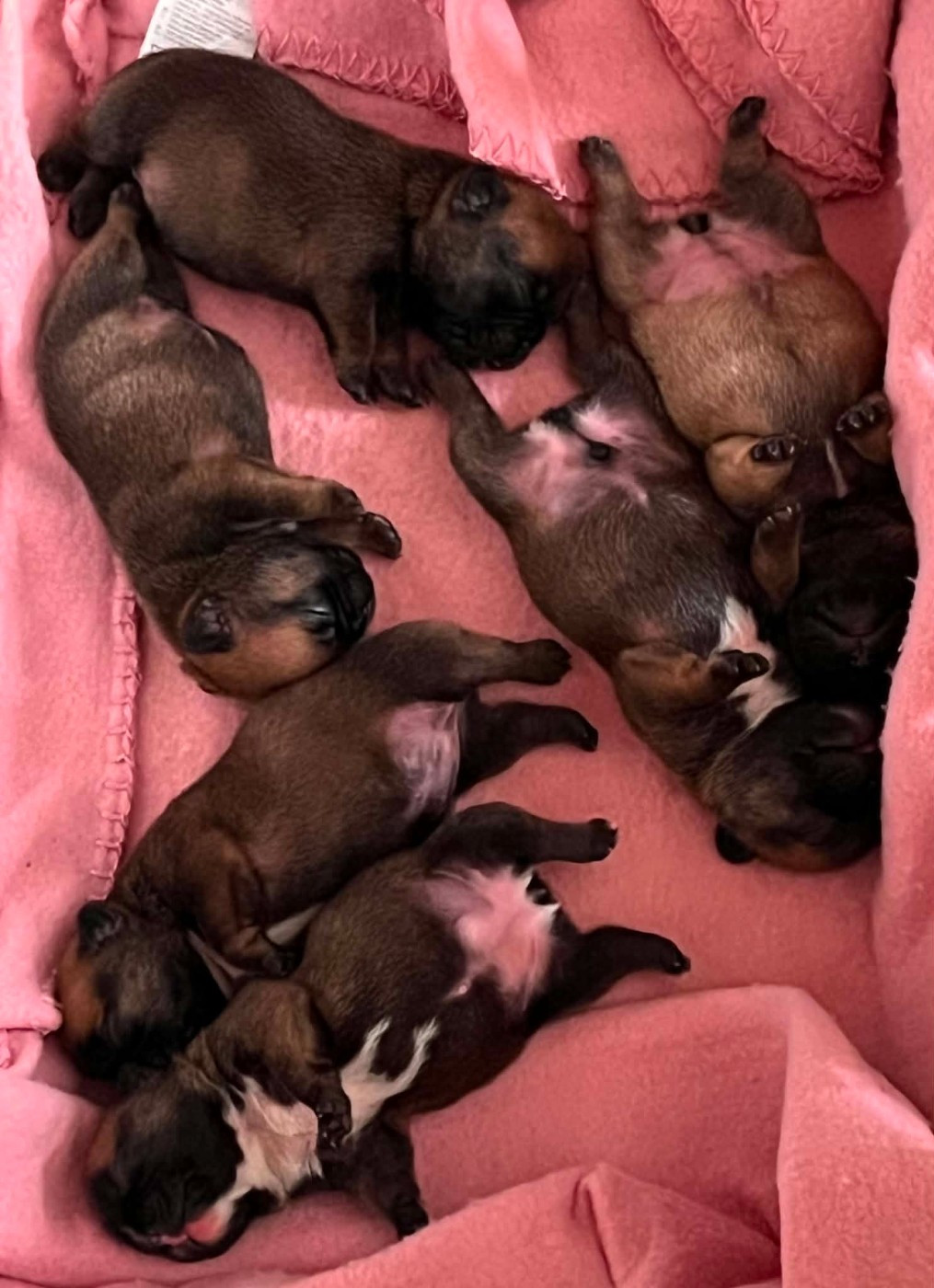 Chiot Bouledogue français De La Vallée Des Centaures
