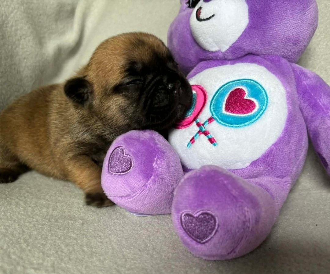 De La Vallée Des Centaures - Chiots disponibles - Bouledogue français