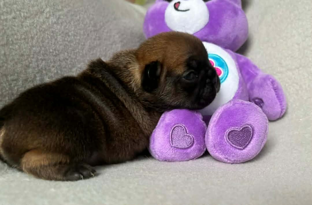 De La Vallée Des Centaures - Chiots disponibles - Bouledogue français