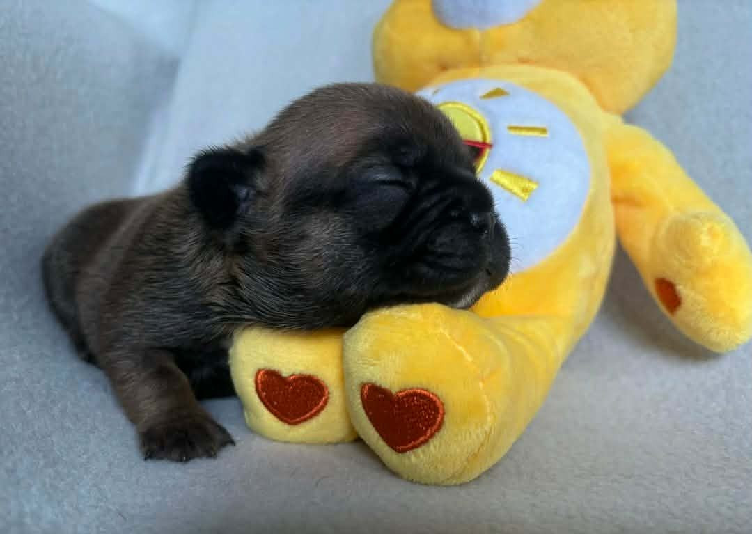 De La Vallée Des Centaures - Chiots disponibles - Bouledogue français