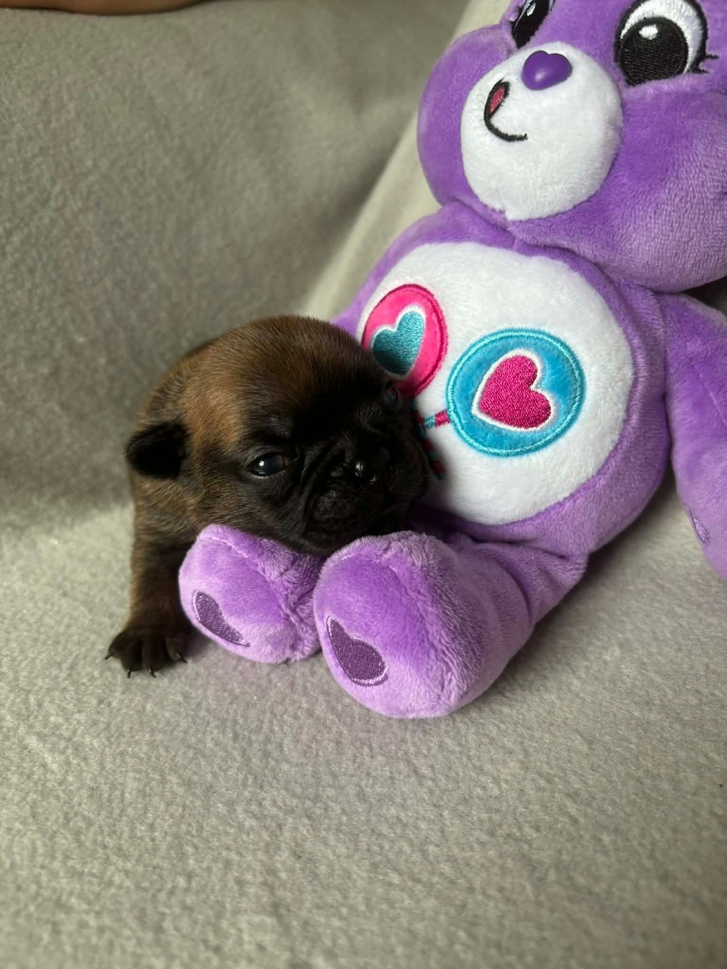 De La Vallée Des Centaures - Chiots disponibles - Bouledogue français