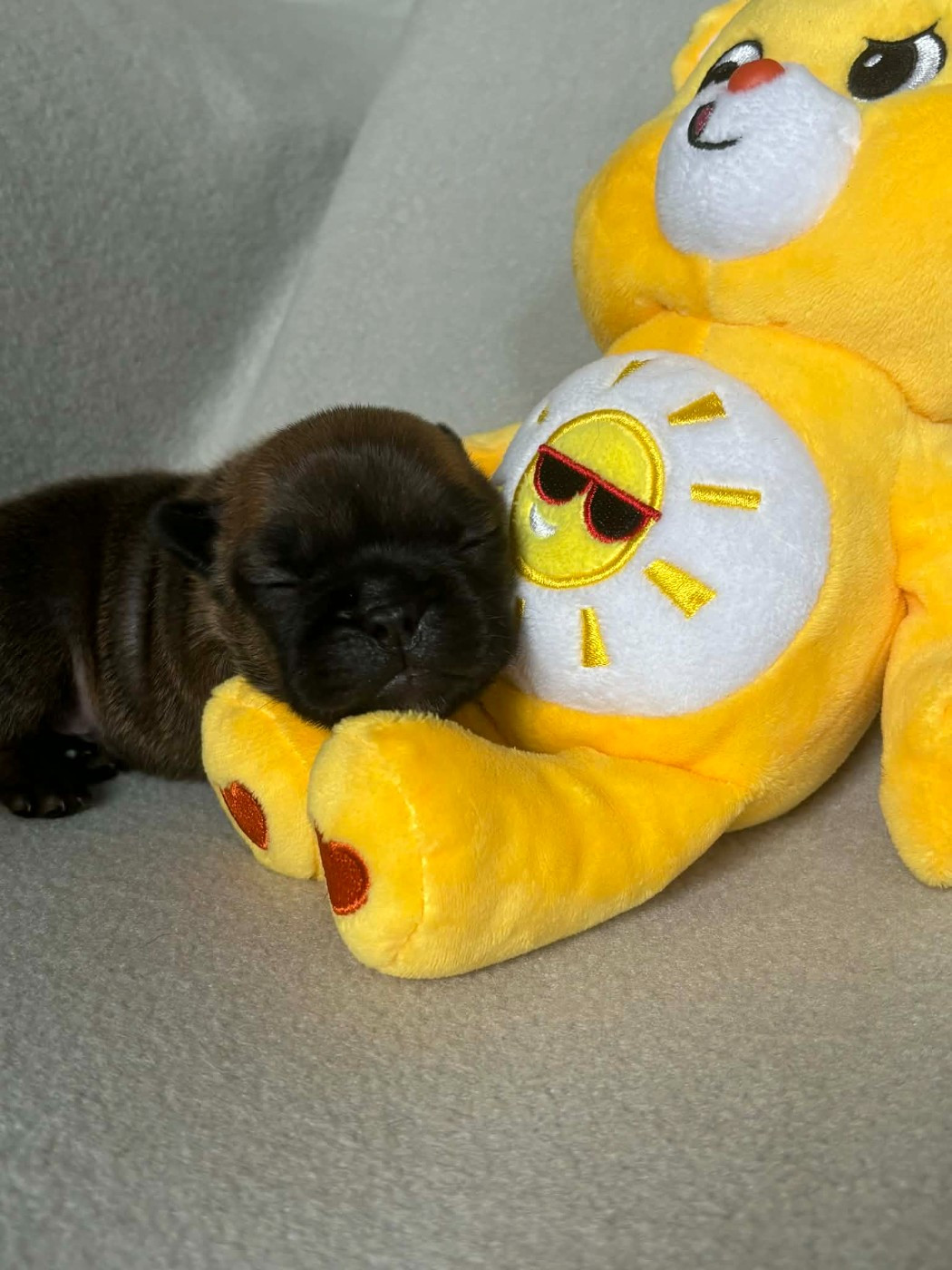 De La Vallée Des Centaures - Chiots disponibles - Bouledogue français