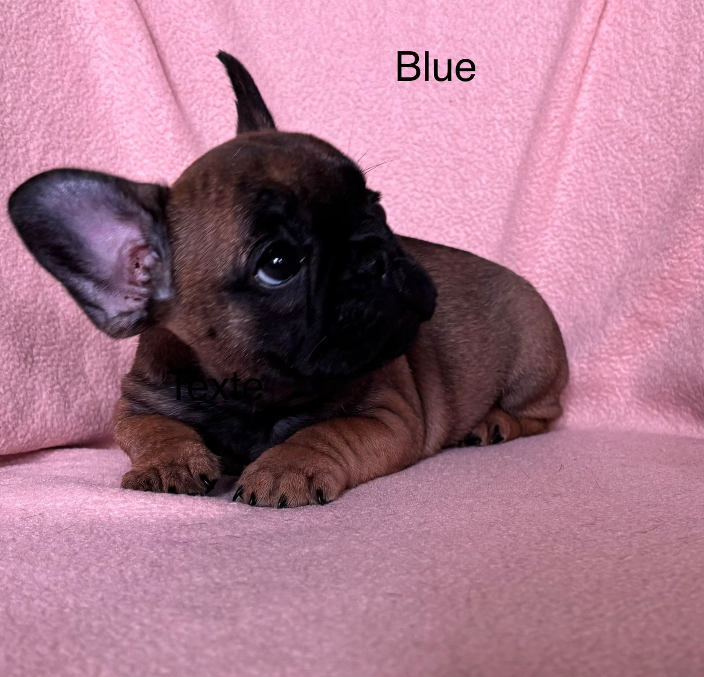 De La Vallée Des Centaures - Chiots disponibles - Bouledogue français