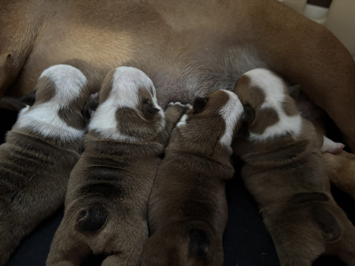Chiot Bulldog Anglais De La Vallée Des Centaures