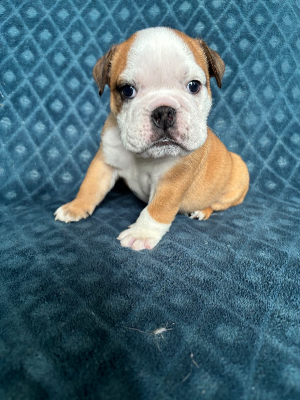 De La Vallée Des Centaures - Chiots disponibles - Bulldog Anglais