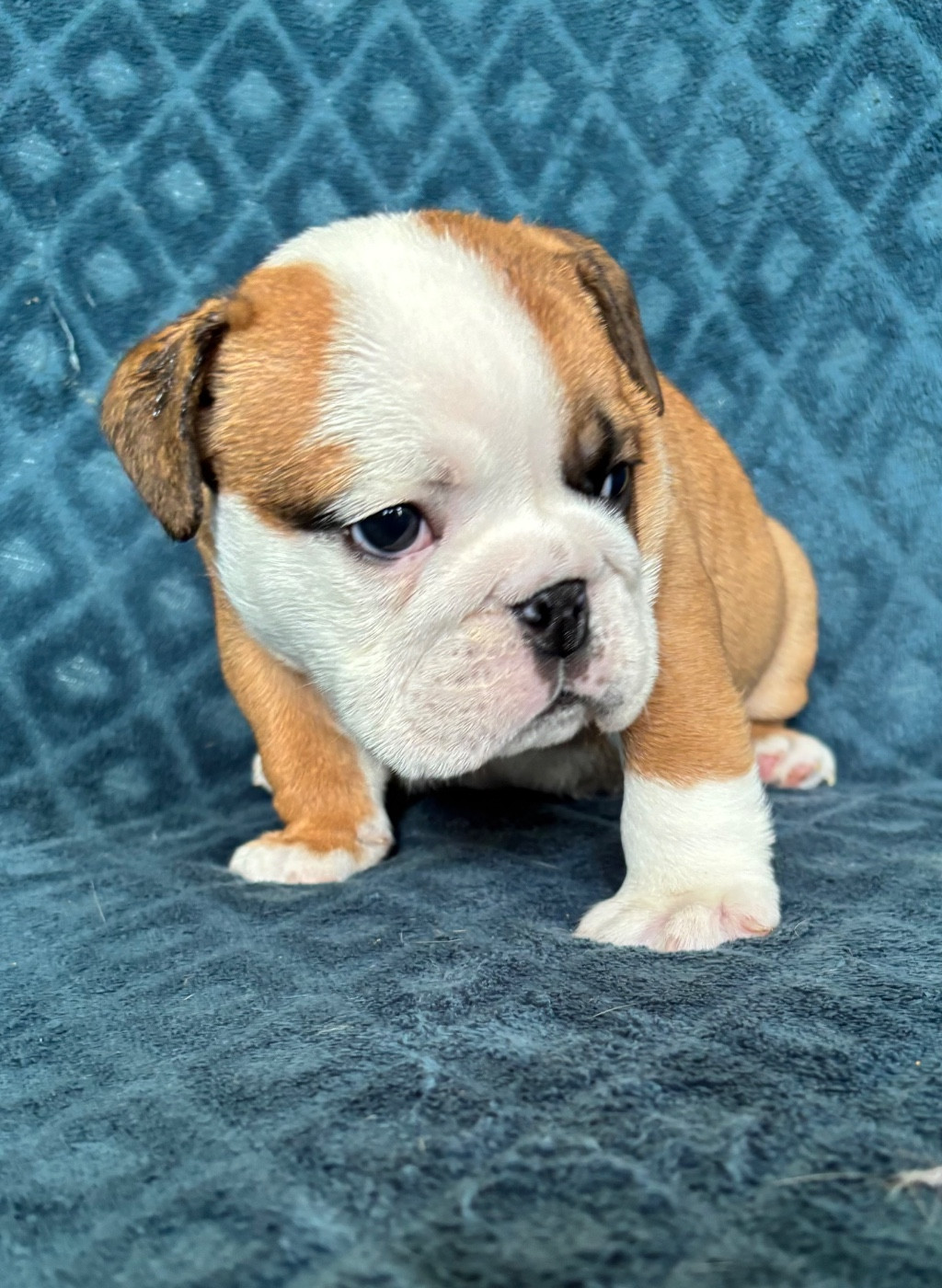 De La Vallée Des Centaures - Chiots disponibles - Bulldog Anglais