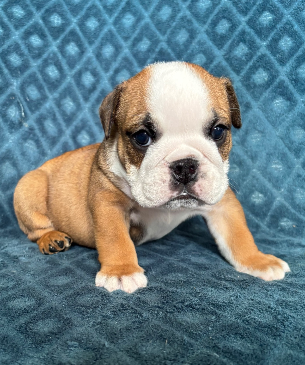 De La Vallée Des Centaures - Chiots disponibles - Bulldog Anglais