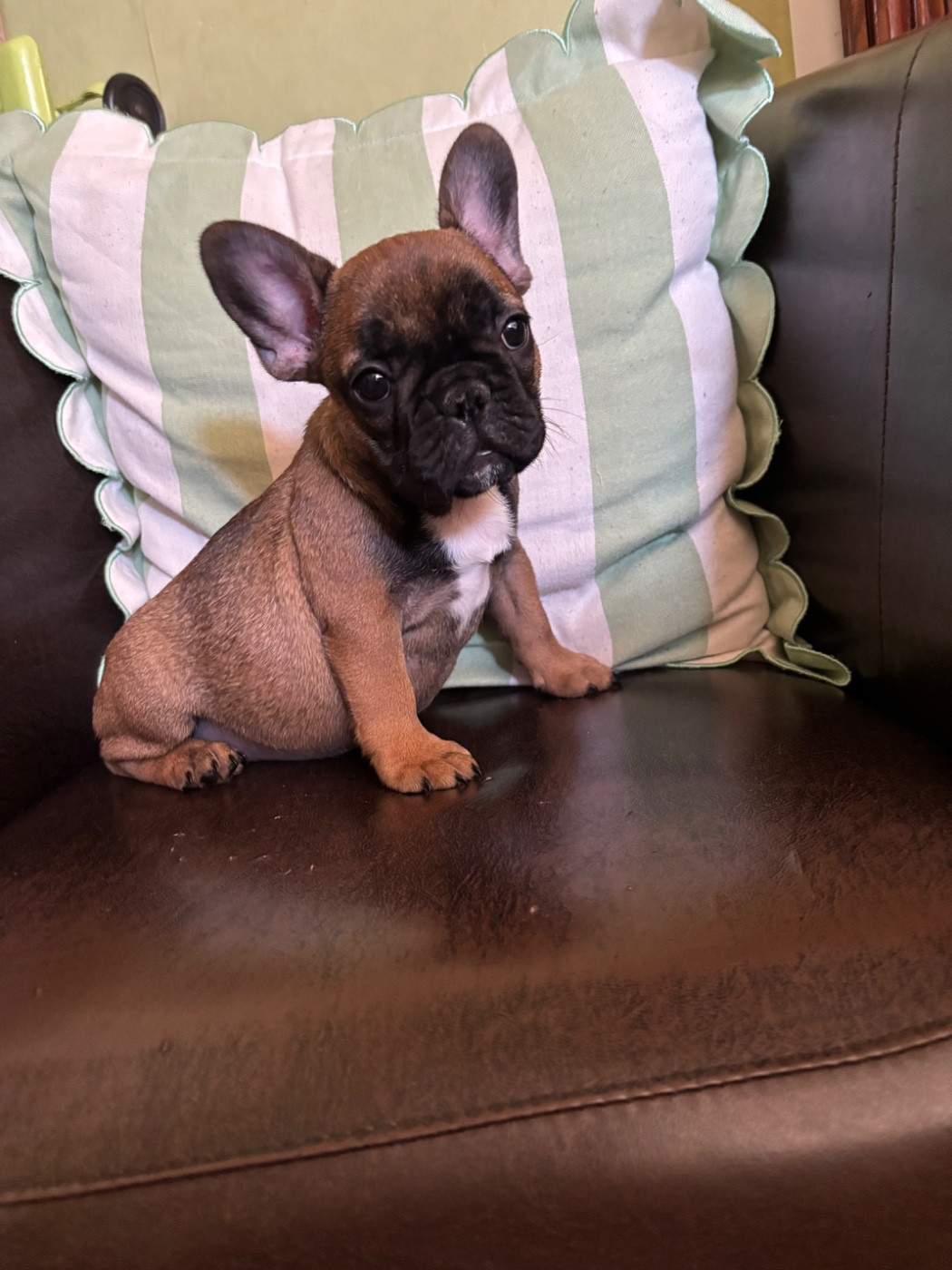 De La Vallée Des Centaures - Chiots disponibles - Bouledogue français