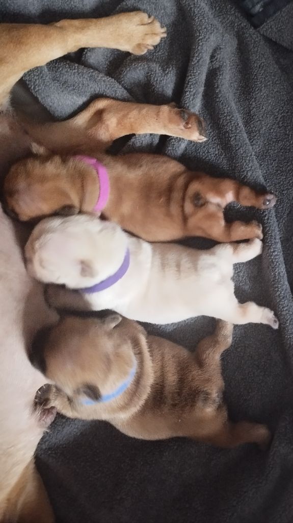 Chiot Bouledogue français De La Vallée Des Centaures