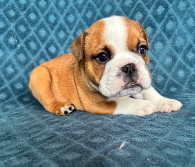 Bernard