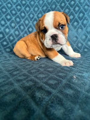 Bernard
