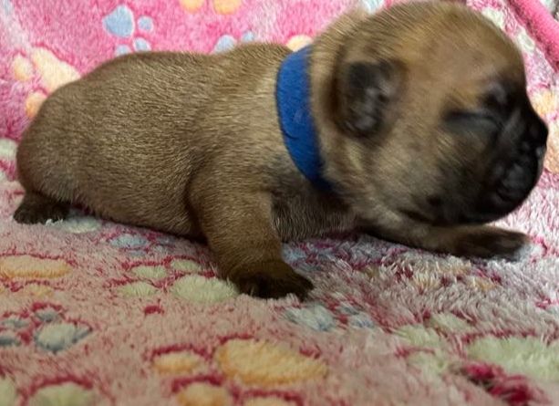 De La Vallée Des Centaures - Chiots disponibles - Bouledogue français