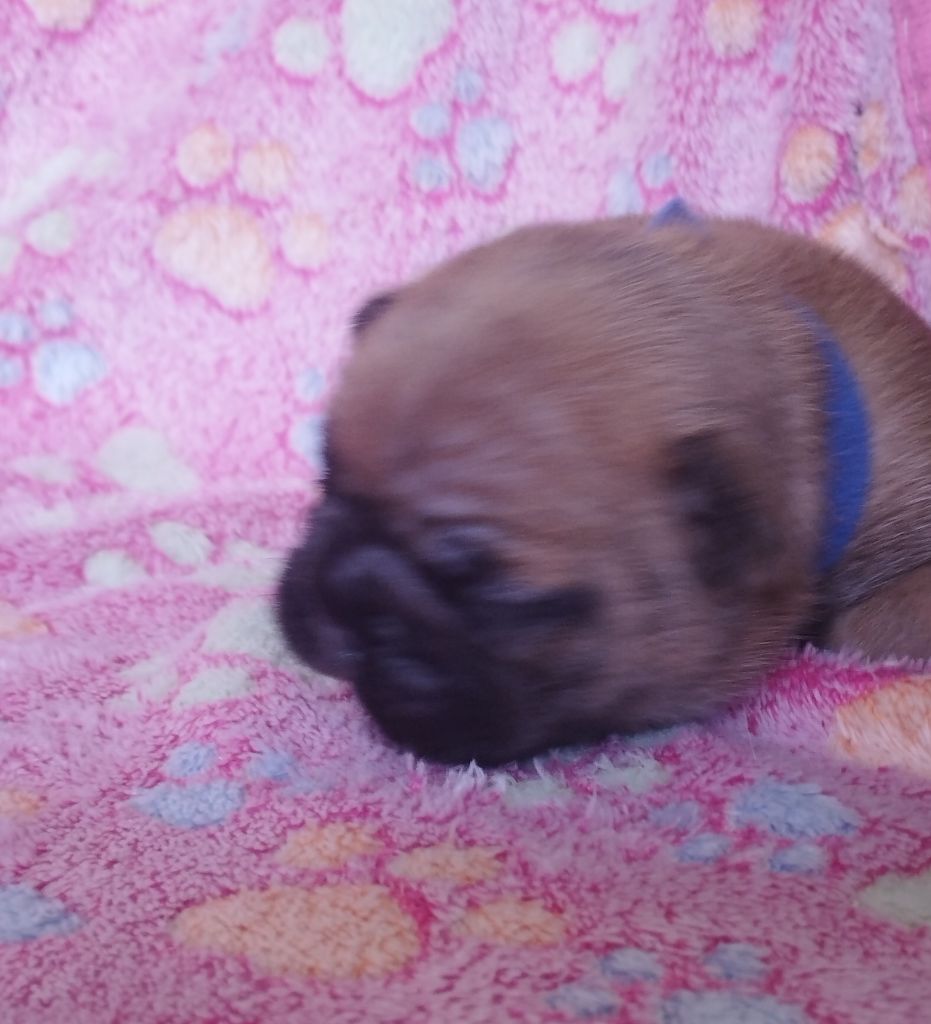 De La Vallée Des Centaures - Chiots disponibles - Bouledogue français