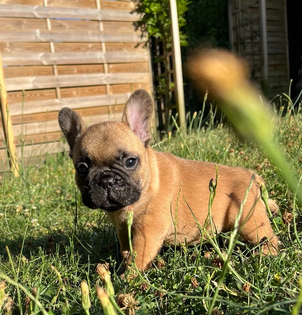 De La Vallée Des Centaures - Chiots disponibles - Bouledogue français