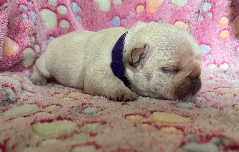 De La Vallée Des Centaures - Chiots disponibles - Bouledogue français